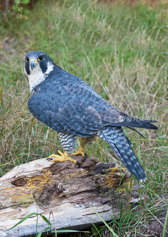 游隼或Peale's Peregrine Falcon, Falco peregrinus或Falco peregrinus Peale，也被简单地称为游隼，在北美历史上被称为“鸭鹰”，是隼科的一种世界性的猛禽。蒙大拿州Kalispell